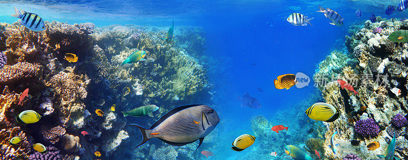 红海的彩色珊瑚鱼。