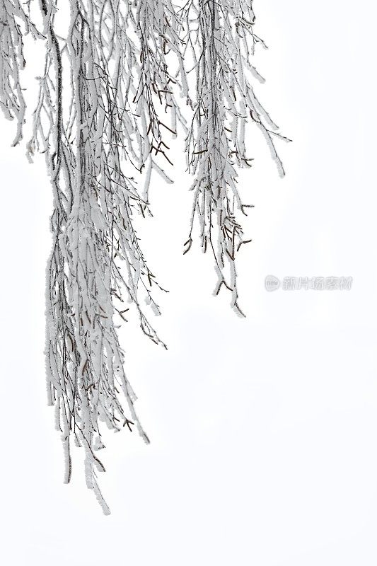 雪下的桦树孤立无援