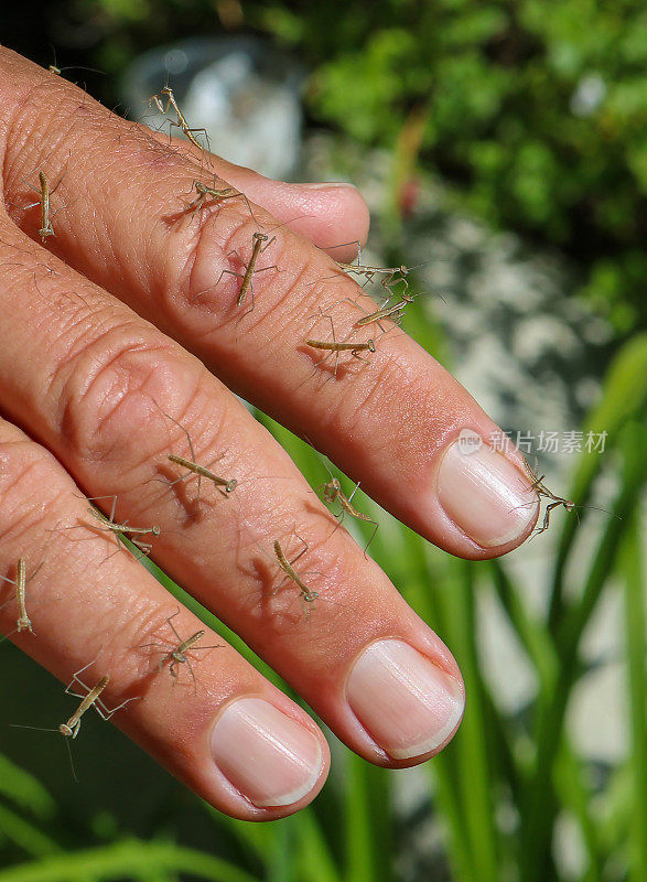 新孵化的螳螂宝宝放在手指上