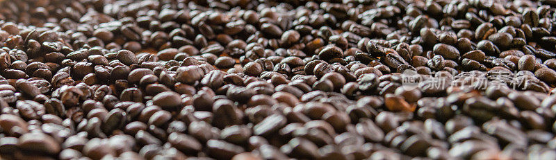 咖啡种子，咖啡豆，是咖啡植物的种子，是咖啡的来源。经济上最重要的两个品种是阿拉比卡(Arabica)和罗布斯塔(Robusta)。