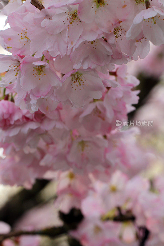 花天花板