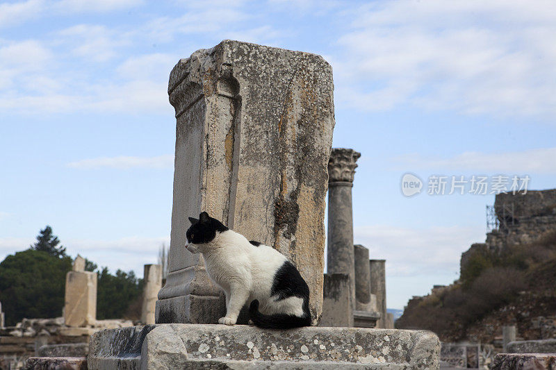 古代废墟中的猫