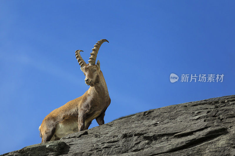 阿尔卑斯山的野山羊