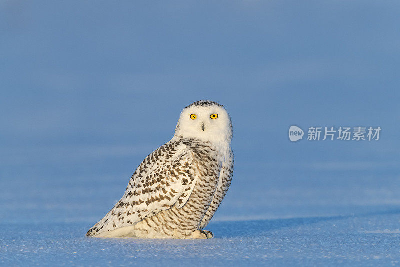 雪鸮，雪鸮，冰上的鸟。