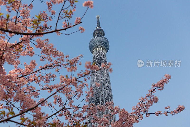 东京天空树和樱花