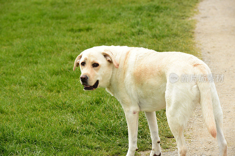 英国乡村的拉布拉多寻回犬