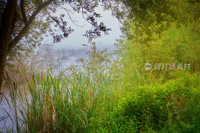 有湖的雾景