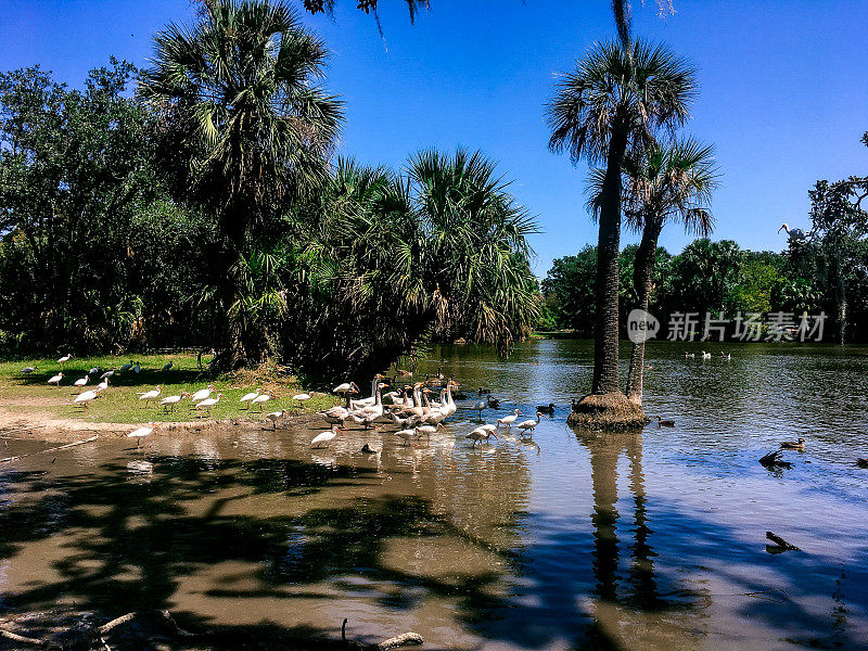 鸟类迁徙到路易斯安那州公园的池塘