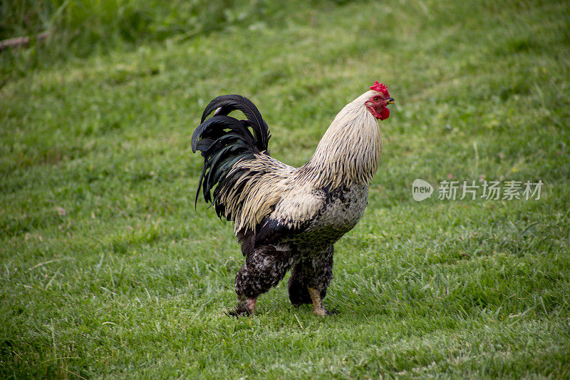 一只土耳其公鸡在土耳其伊兹米特萨卡湖附近的花园摆姿势