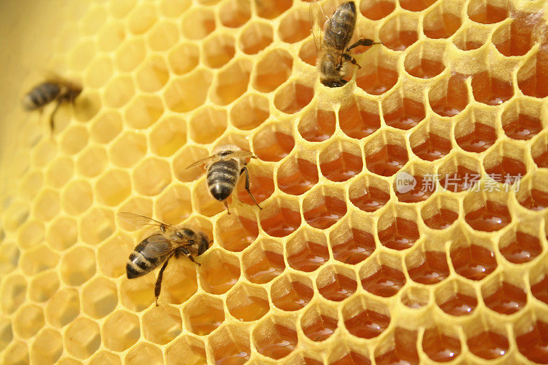 蜜蜂在蜂巢里工作