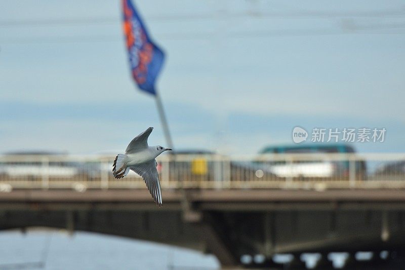 在日内瓦湖上空飞翔的海鸥