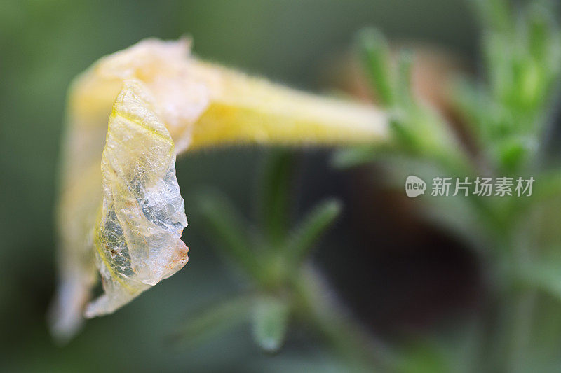 垂死的黄色矮牵牛花在秋天