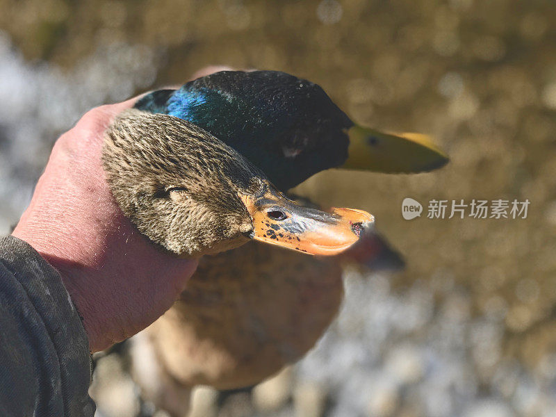 西科罗拉多冬季户外运动猎鸭