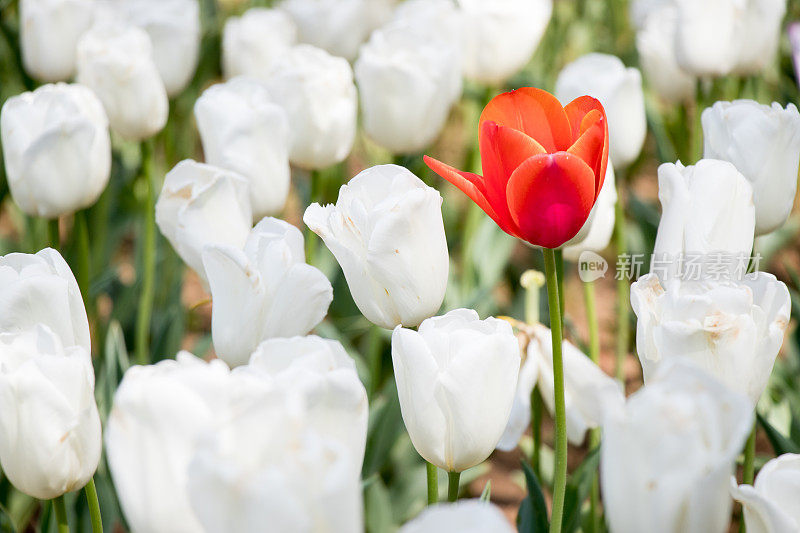 红色郁金香在白色郁金香背景中的生长(区别于其他、领花或独特的概念)