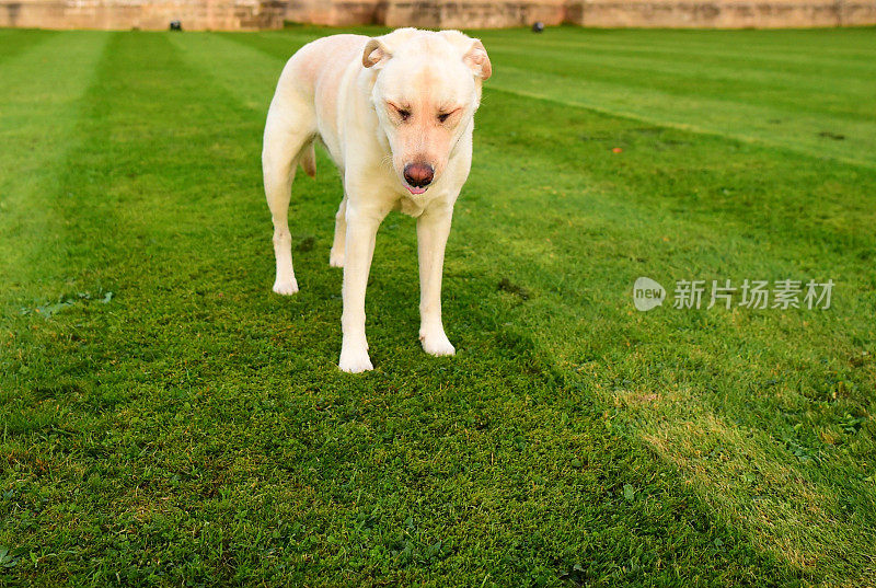 英国的拉布拉多寻回犬