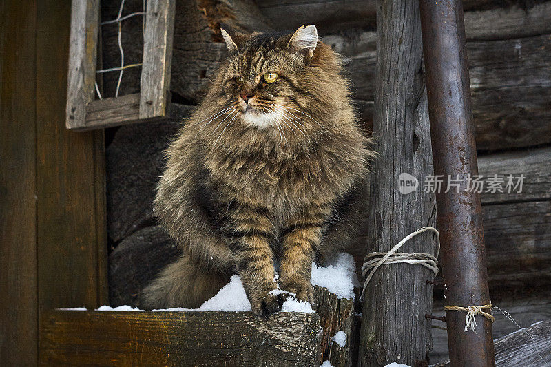 毛茸茸的西伯利亚猫看背面近距离的肖像