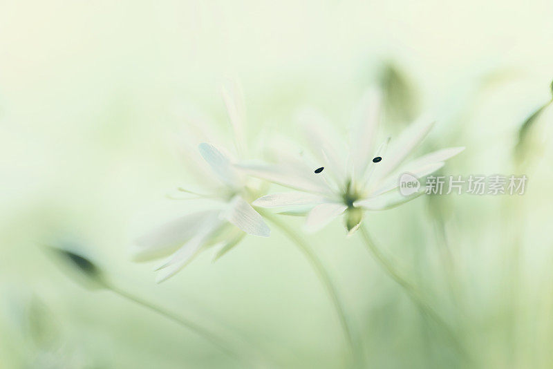 绣草白色夏季花特写-星草