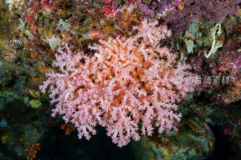 印度尼西亚班达岛东部的软珊瑚美人