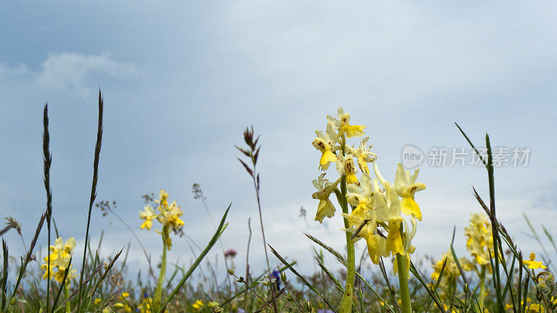 野生黄兰花