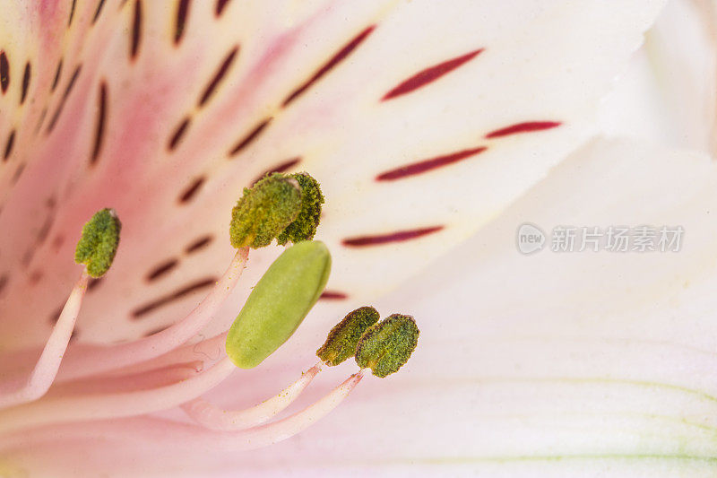 Alstroemeria