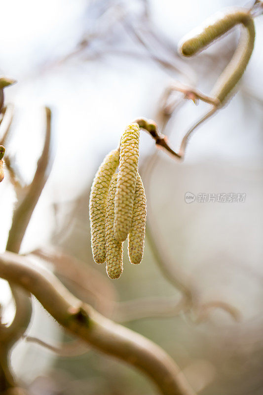 榛子开花了