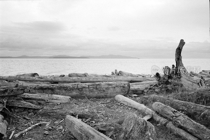 在温哥华岛的岛景海滩的浮木