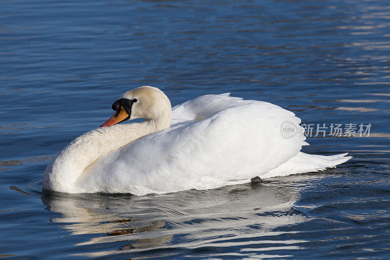 在摄政公园，一只沉默的白色天鹅优雅地游过一个宁静的湖