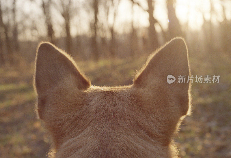 注意看狗的耳朵后面。拍摄电影