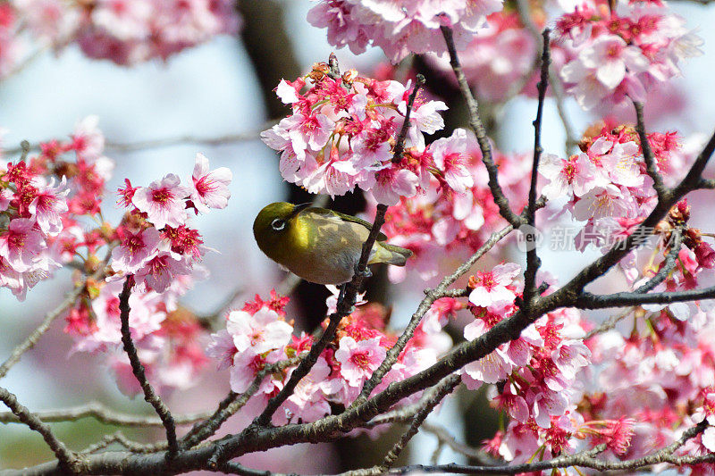 樱花和日本白眼