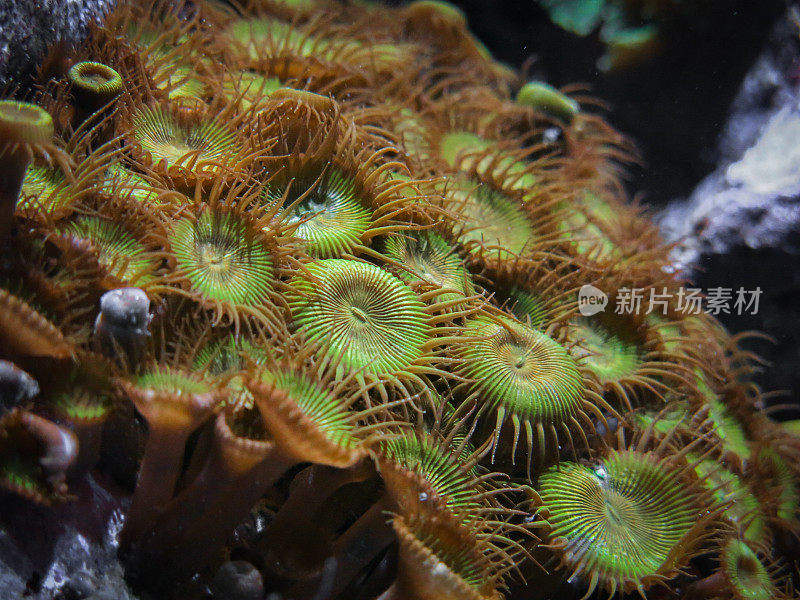 珊瑚礁海植物海葵花形状