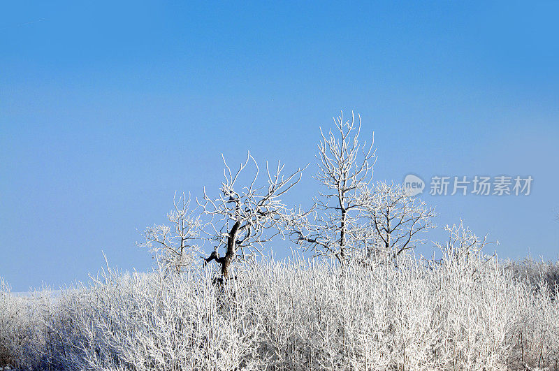 冬天白霜在乡村景观的树木、灌木丛中