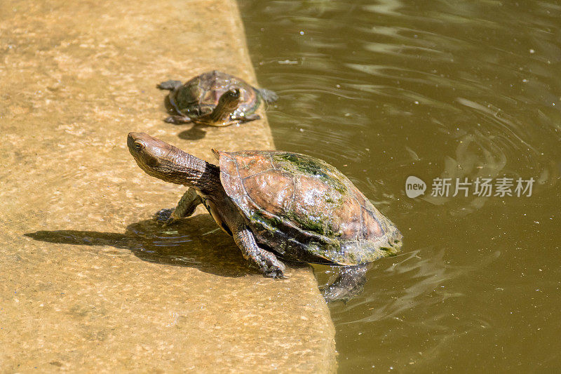 水龟从池塘里爬出来