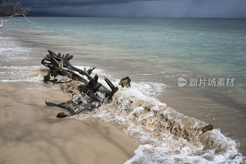 海滩上奇怪的浮木