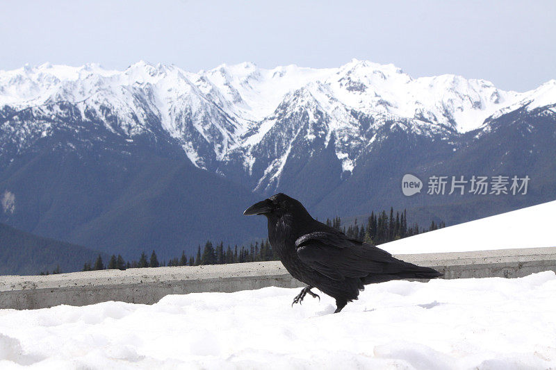 在滑雪帆船上寻找食物的乌鸦乞丐