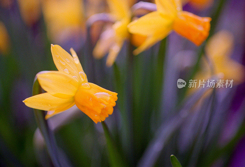 水仙花的特写图像。拍摄电影