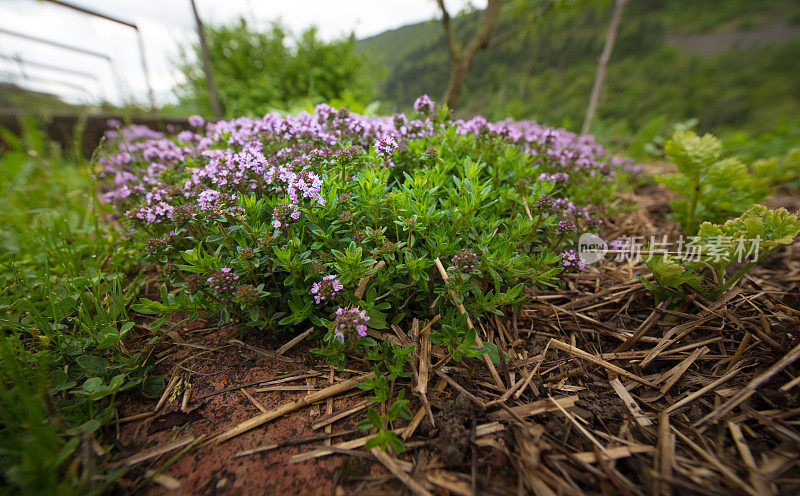 百里香植物在蔬菜园里开花