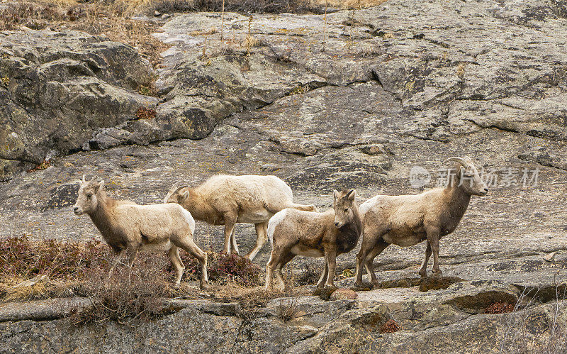 美国科罗拉多州埃斯特斯公园外的落基山国家公园里的一群大角羊