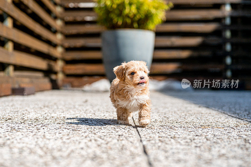 可爱的小狗狗在户外