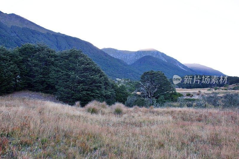 科布山谷高地Tussock，卡胡朗吉国家公园，塔斯曼区，新西兰