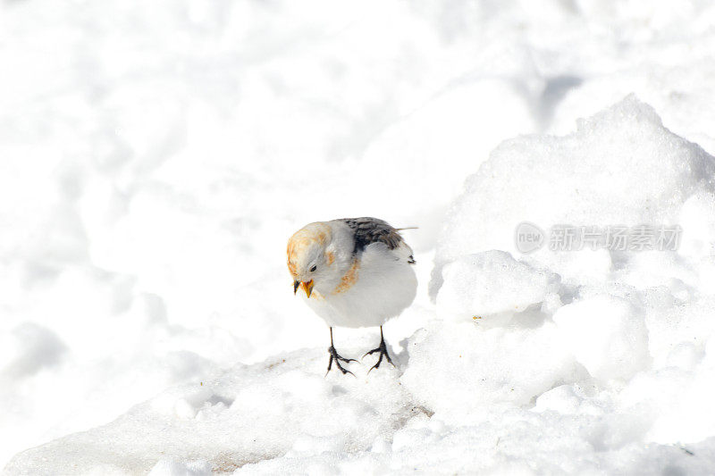 阿拉斯加内陆的雪旗