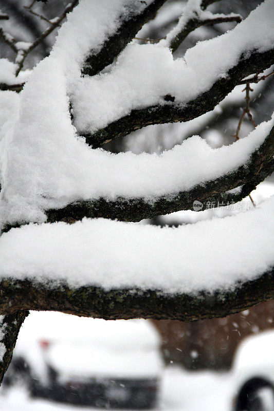 树枝上的雪