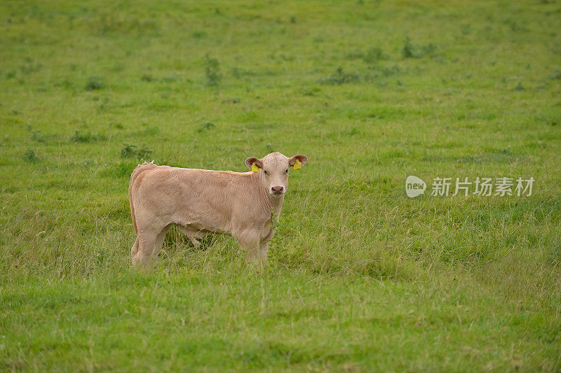 夏日里，美丽的小牛犊独自站在英国乡村的草地上。