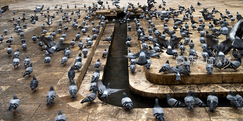 一群鸽子在清真寺的院子里吃小麦