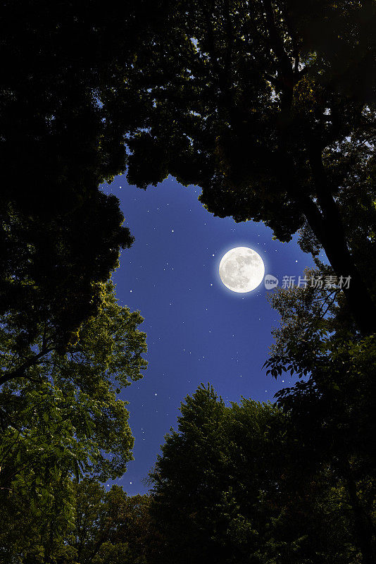 透过自然树木的框架仰望满月