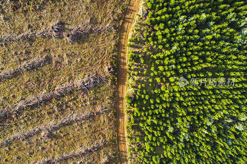 土路鸟瞰图，通过对比毁林和松林在采伐环境下的再生