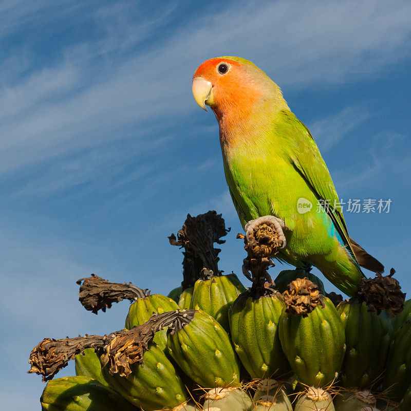 红脸Lovebird栖息在仙人掌上