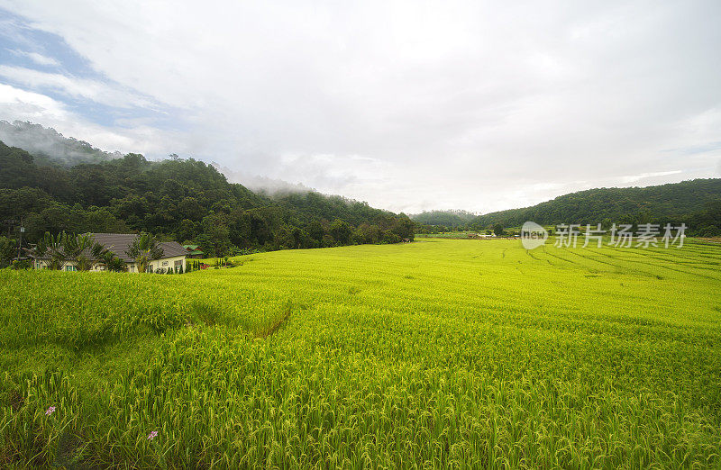 在泰国清迈的帕邦皮山山谷的农村地区的水稻梯田。