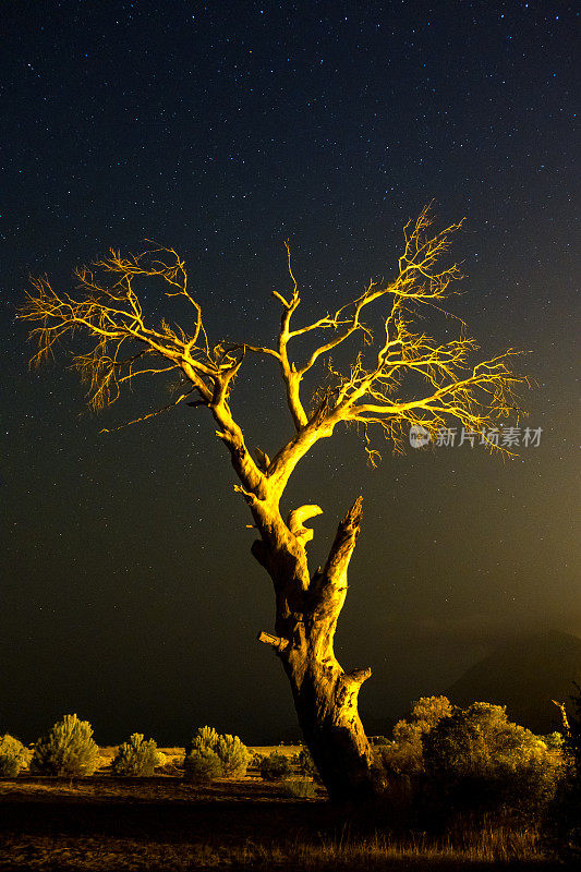 枯树满天繁星