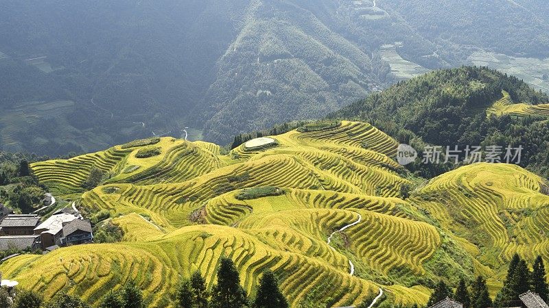 中国广西的龙基瑶族和壮族水稻梯田