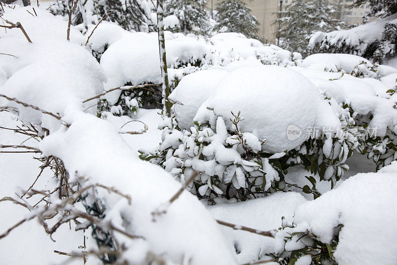 雪覆盖了树木